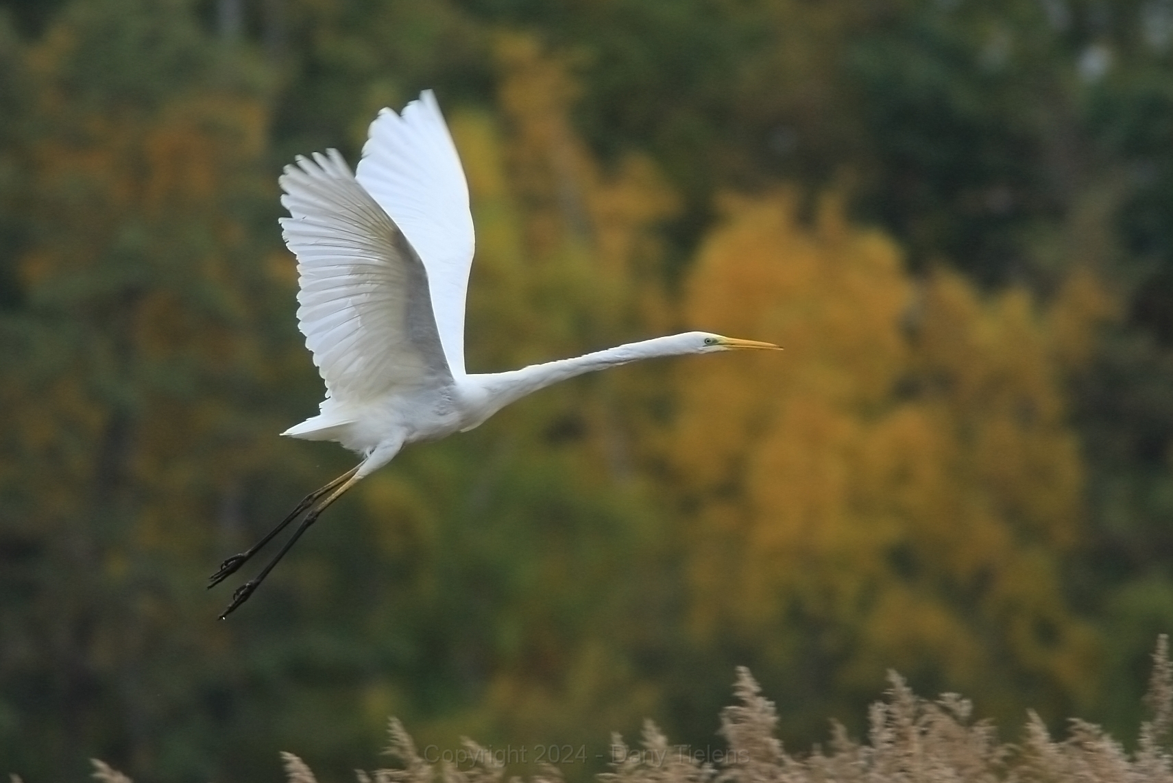 Grote zilverreiger  2018.1..jpg